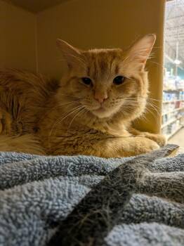 Domestic Long Hair Cats Available for Adoption in Worcester, Massachusetts - Big Boy | PetCurious