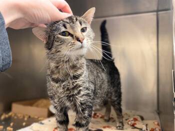 Domestic Short Hair Cats Available for Adoption in Fort Wayne, Indiana - SYLVIA | PetCurious