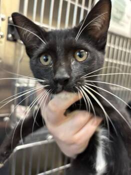 Freestyle -  Domestic Short Hair Cat for Adoption in Charleston, South Carolina - Freestyle | PetCurious