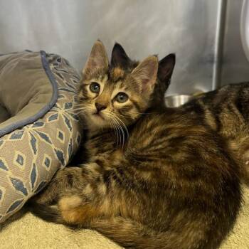 Elena -  Domestic Short Hair Cat for Adoption in Houston, Texas - Elena | PetCurious