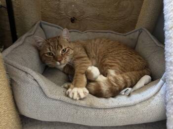 Copper -  Domestic Short Hair Cat Available for Adoption in North Brunswick Township, New Jersey - Copper | PetCurious