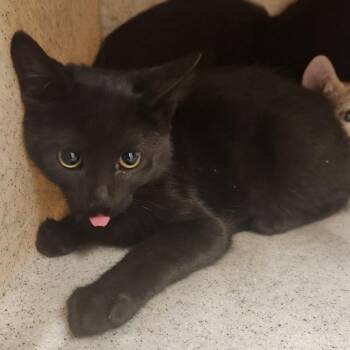 Tifa -  Domestic Short Hair Cat for Adoption in Reno, Nevada - Tifa | PetCurious