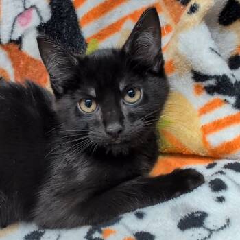 Rescue Domestic Short Hair Cats for Adoption in Corbin, Kentucky - Michael | PetCurious