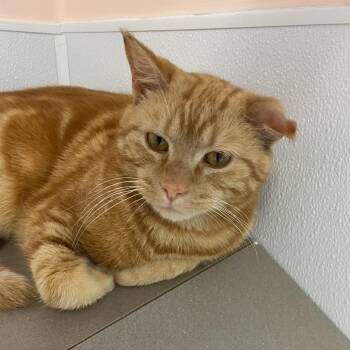 Flare -  Domestic Short Hair Cat for Adoption in Binghamton, New York - Flare | PetCurious