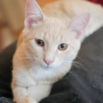 Rescue Domestic Short Hair and Tabby Cats for Adoption in Chicago, Illinois - Frankie | PetCurious