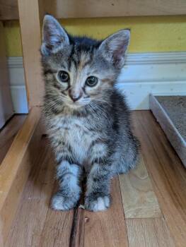 Scone -  Domestic Short Hair Cat for Adoption in Aurora, Colorado - Scone | PetCurious