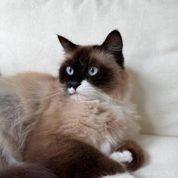 Ophelia -  Snowshoe and Domestic Long Hair Cat for Adoption in Stamford, Connecticut - Ophelia | PetCurious