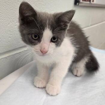 Kronk -  Domestic Short Hair Cat for Adoption in Chattanooga, Tennessee - Kronk | PetCurious