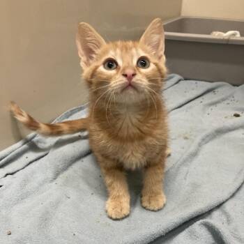 Cheddar -  Domestic Short Hair Cat for Adoption in St. Helena, California - Cheddar | PetCurious