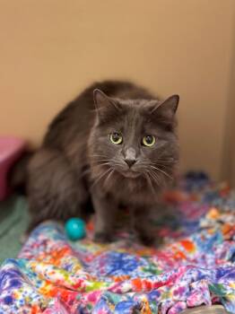 Savvy -  Domestic Medium Hair Cat for Adoption in Hackensack, Minnesota - Savvy | PetCurious