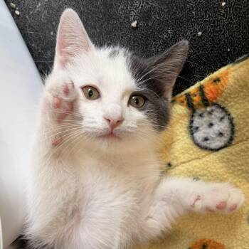 Domestic Short Hair Cats Available for Adoption in Bradenton, Florida - Artemis | PetCurious