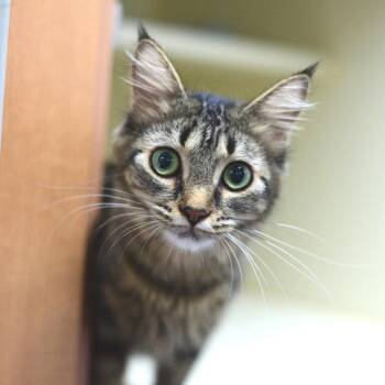 Minka -  Domestic Medium Hair Cat for Adoption in Idaho Falls, Idaho - Minka | PetCurious