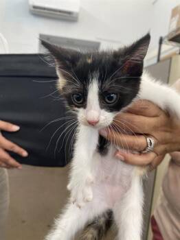 ERIC -  Domestic Short Hair Cat for Adoption in Dallas, Texas - ERIC | PetCurious