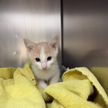 Butterfly -  Domestic Short Hair Cat for Adoption in Corpus Christi, Texas - Butterfly | PetCurious