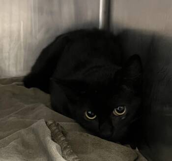 Rescue Domestic Short Hair Cats for Adoption in Hagerstown, Maryland - MORPHEUS | PetCurious