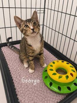 George -  Domestic Short Hair Cat for Adoption in Mokena, Illinois - George | PetCurious