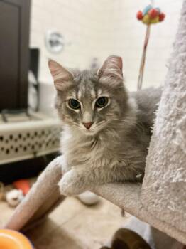 Pine Nut -  Domestic Medium Hair Cat for Adoption in New York, New York - Pine Nut | PetCurious