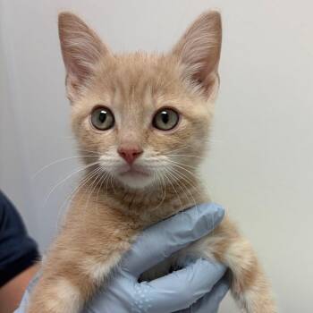 Mr. Cheddar Cheese -  Domestic Short Hair Cat for Adoption in Nashville, Tennessee - Mr. Cheddar Cheese | PetCurious