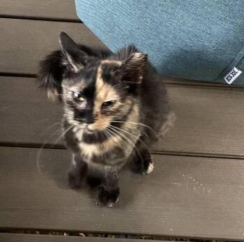 Autumn -  Domestic Short Hair Cat for Adoption in Powdersville, South Carolina - Autumn | PetCurious