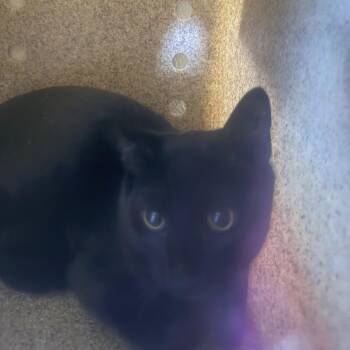 Catfish -  Domestic Short Hair Cat for Adoption in Cheyenne, Wyoming - Catfish | PetCurious