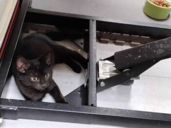 Bernard $50 -  Domestic Short Hair Cat for Adoption in Seneca, South Carolina - Bernard $50 | PetCurious