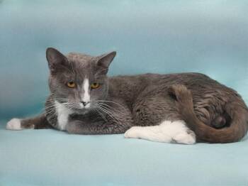 Domestic Short Hair Cats Available for Adoption in Pasadena, California - THORN | PetCurious