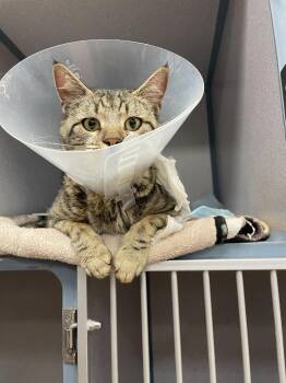 Oscar -  Domestic Short Hair Cat for Adoption in Tulsa, Oklahoma - Oscar | PetCurious