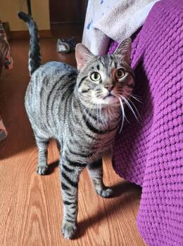 Rescue Tabby Cats for Adoption in Pittsburgh, Pennsylvania - Watson | PetCurious