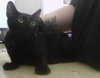 Princess -  Domestic Short Hair Cat for Adoption in Dayton, Minnesota - Princess | PetCurious
