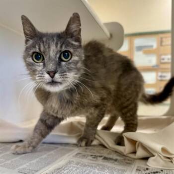 DARLA -  Domestic Short Hair Cat for Adoption in Riverside, California - DARLA | PetCurious