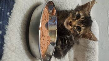 Caprese -  Domestic Long Hair Cat for Adoption in Cincinnati, Ohio - Caprese | PetCurious