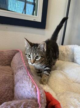 June -  Tabby Cat for Adoption in Newberg, Oregon - June | PetCurious