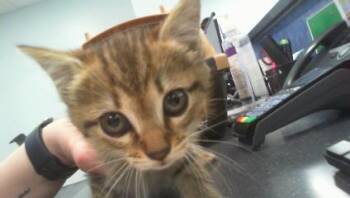 DAFFODIL -  Domestic Short Hair Cat for Adoption in Charlotte, North Carolina - DAFFODIL | PetCurious