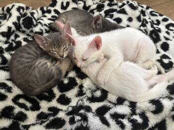 Orca -  Domestic Short Hair Cat for Adoption in Sorrento, Louisiana - Orca | PetCurious