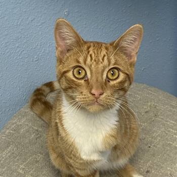 Roady -  Domestic Short Hair Cat for Adoption in Choteau, Montana - Roady | PetCurious