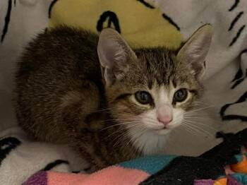 Domestic Short Hair Cats Available for Adoption in Tustin, California - MICKEY | PetCurious