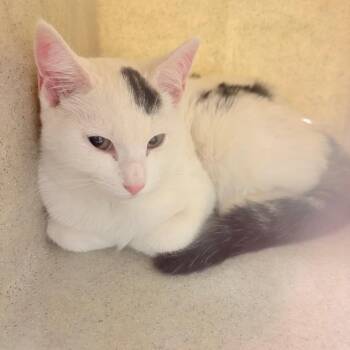 Domestic Short Hair Cats Available for Adoption - Brenner | PetCurious