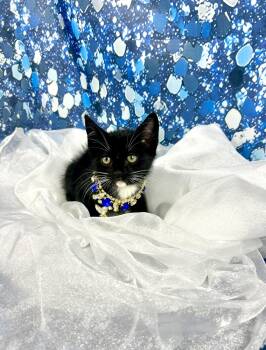 Tuxedo and Domestic Short Hair Cats Available for Adoption in Houston, Texas - Stiletto  | PetCurious