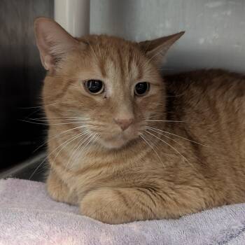 Homie -  Domestic Short Hair Cat for Adoption in Springfield, Illinois - Homie | PetCurious