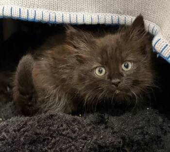 Hazard -  Domestic Short Hair Cat for Adoption in Alexandria, Virginia - Hazard | PetCurious