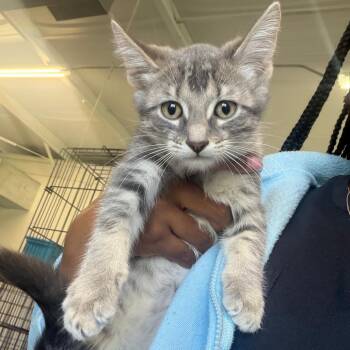 Suzanna -  Domestic Long Hair Cat for Adoption in Clarksdale, Mississippi - Suzanna | PetCurious