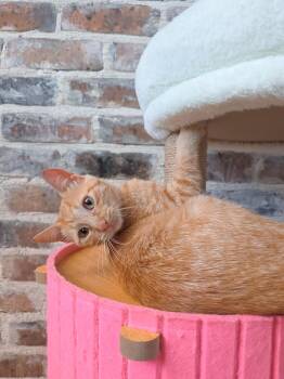 Melon -  Domestic Short Hair Cat for Adoption in New Orleans, Louisiana - Melon | PetCurious