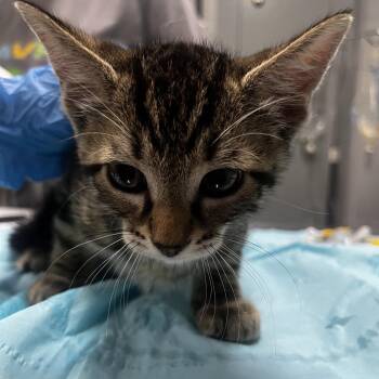 Yoru -  Domestic Short Hair Cat for Adoption in Summerville, South Carolina - Yoru | PetCurious