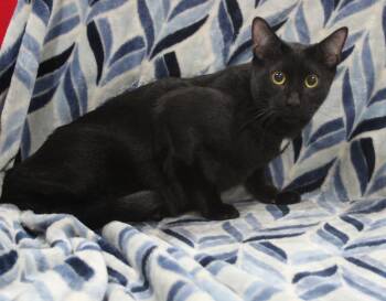 Domestic Short Hair Cats Available for Adoption - Borneo | PetCurious