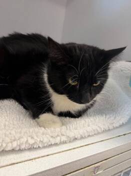 Domestic Short Hair Cats Available for Adoption in New Kensington, Pennsylvania - Gretchen | PetCurious