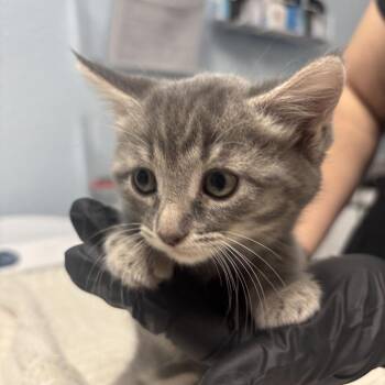 Moonie -  Domestic Medium Hair Cat for Adoption in Riverside, California - Moonie | PetCurious