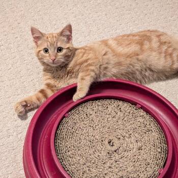 J-kwellin Purralta -  Domestic Short Hair Cat Available for Adoption in St. Louis, Missouri - J-kwellin Purralta | PetCurious