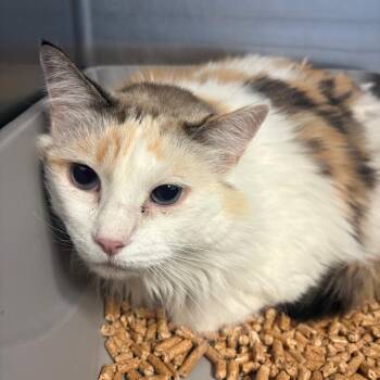 Mammoth -  Domestic Medium Hair Cat for Adoption in Grass Valley, California - Mammoth | PetCurious