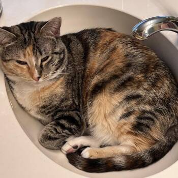 GiGi -  Domestic Short Hair Cat for Adoption in Reno, Nevada - GiGi | PetCurious