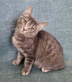 Rescue Domestic Short Hair Cats for Adoption in Lincolnwood, Illinois - Simon | PetCurious